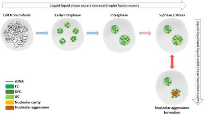 Phase-to-Phase With Nucleoli – Stress Responses, Protein Aggregation and Novel Roles of RNA